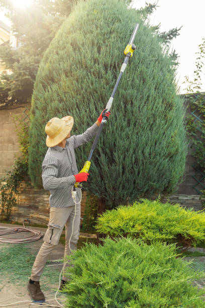 Tree Service Company in South Uniontown, PA